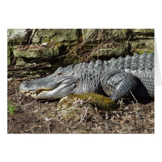 American Alligator (Front Horizontal)
