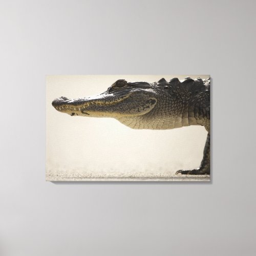 American Alligator Alligator Canvas Print