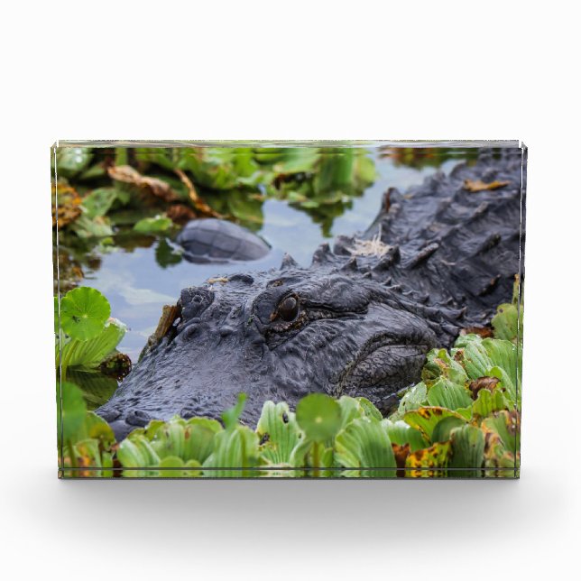 American Alligator amongst the plants - Vibrant  Photo Block (Front)