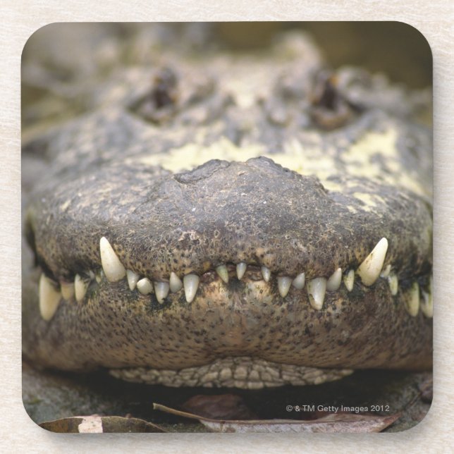 American alligator beverage coaster (Front)