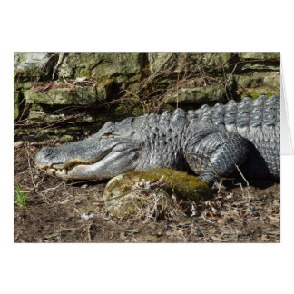American Alligator Cards