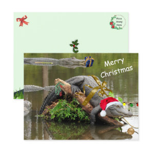 American Alligator Christmas Postcard