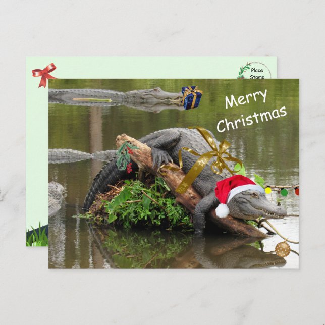 American Alligator Christmas Postcard (Front/Back)