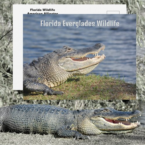 American Alligator Florida Everglades Wildlife Postcard