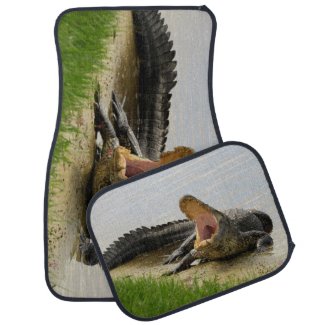American alligator. Florida gator