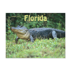 American Alligator in Florida Postcard