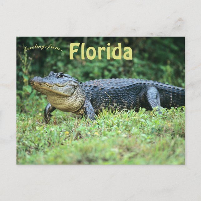 American Alligator in Florida Postcard (Front)