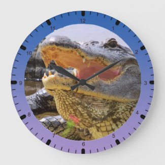 American Alligator