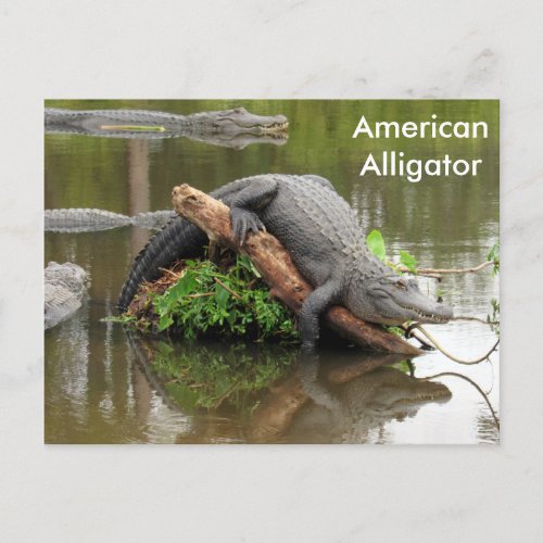 American Alligator _ Learning Postcard