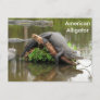 American Alligator - Learning Postcard