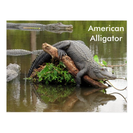 Www nationalgeographic com animals picture