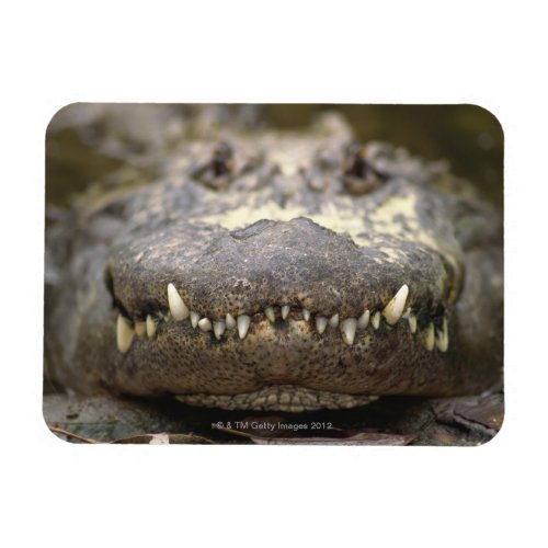 American alligator magnet