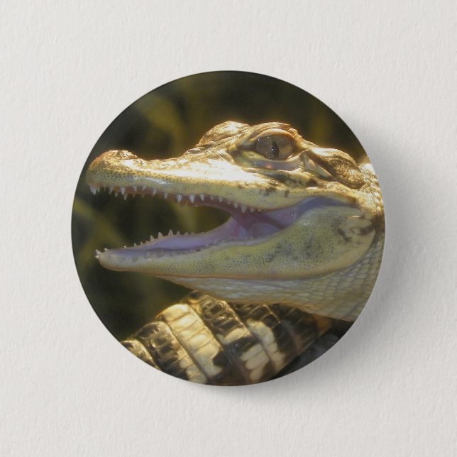 American Alligator Mouth Open Button (Front)