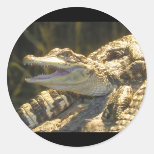 American Alligator Mouth Open Classic Round Sticker