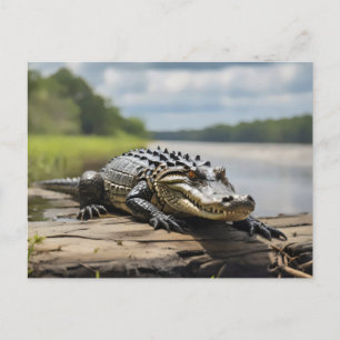 American Alligator on land at night full moon  Postcard