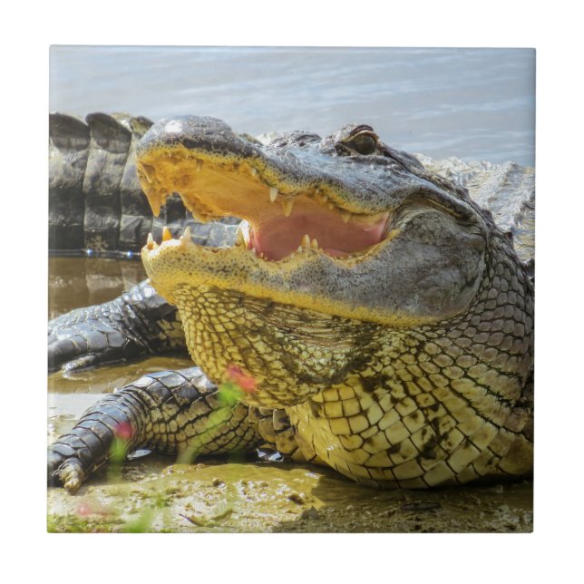 American Alligator photograph. Face to face Tile (Front)