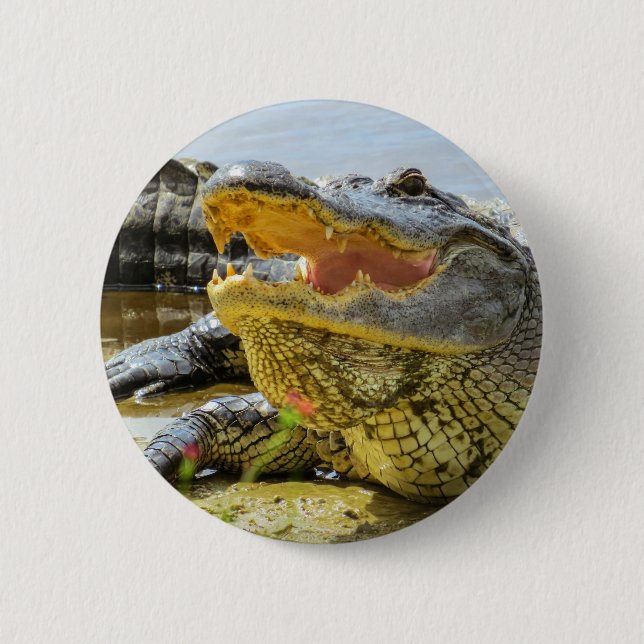 American alligator portrait - Face to face Button (Front)