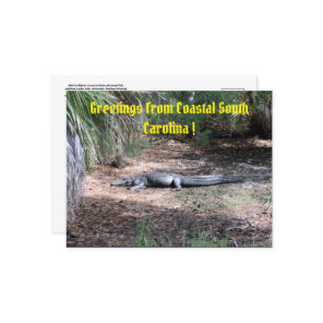 american alligator post card