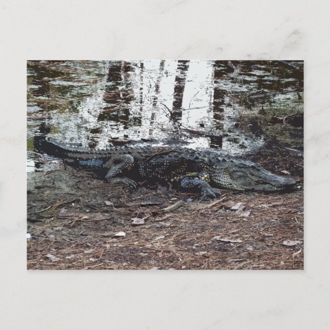 American Alligator Postcard (Front)