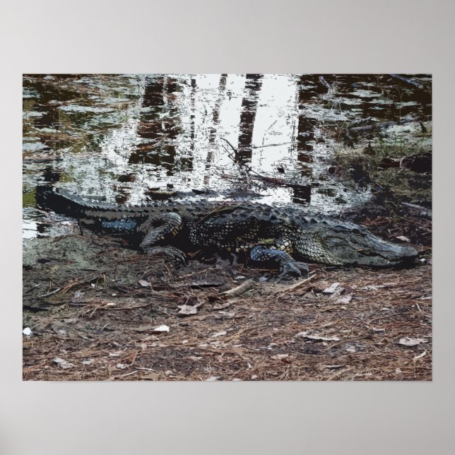 American Alligator Poster (Front)