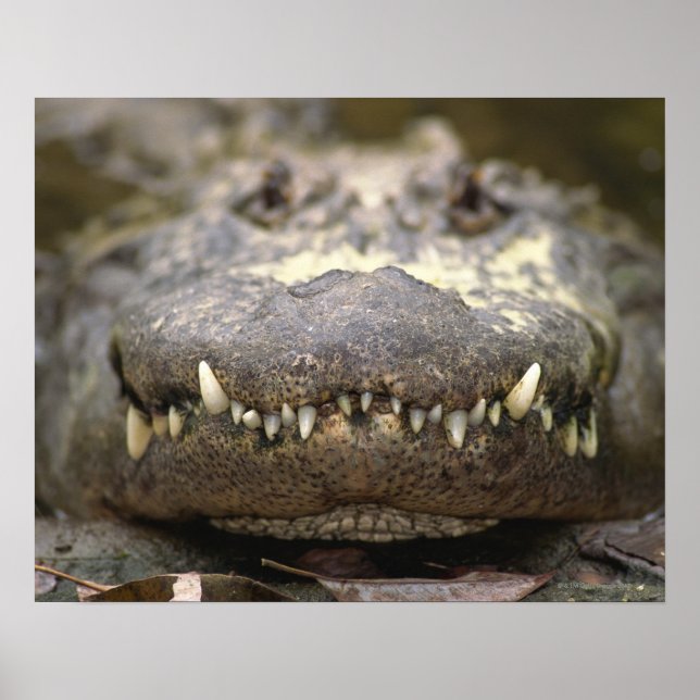 American Alligator Poster (Front)