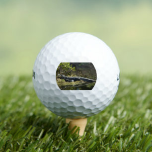 American Alligator Resting Along a Florida Wetland Golf Balls