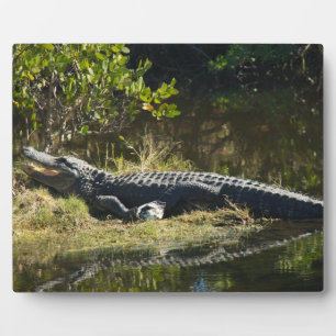American Alligator Resting Along a Florida Wetland Plaque