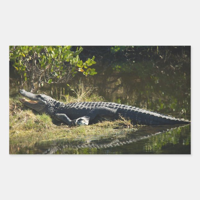 American Alligator Resting Along a Florida Wetland Rectangular Sticker (Front)