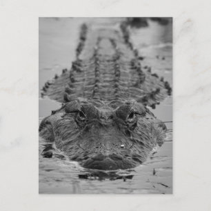 American Alligator Staring Down - Wildlife Photo Postcard