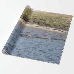 American Alligator Swimming in a Marsh River Wrapping Paper