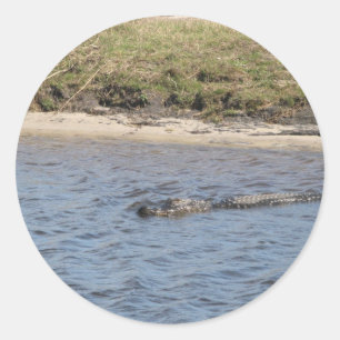 American Alligator Swimming River Wildlife Photo Classic Round Sticker