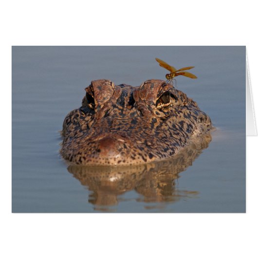 American Alligator with Dragonfly Cards (Front Horizontal)