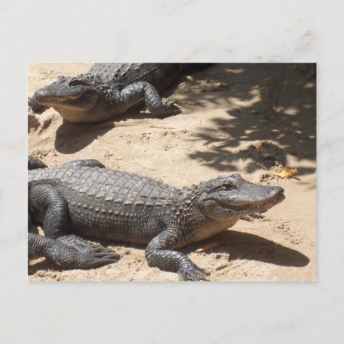 American Alligators Postcard