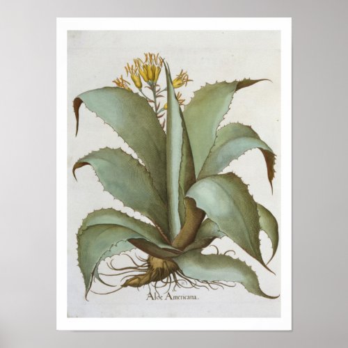 American Aloe Aloe Americana from the Hortus Ey Poster