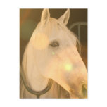 American Andalusian Postcard
