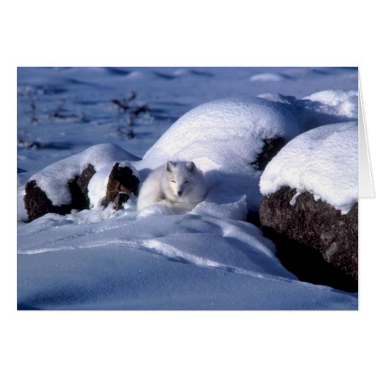American Arctic Fox Cards (Front Horizontal)