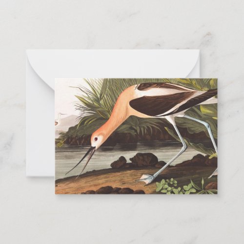 American Avocet by John James Audubon Note Card