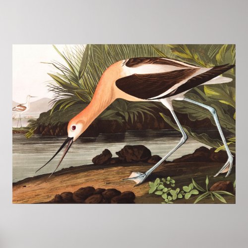 American Avocet by John James Audubon Poster