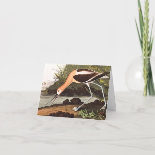 American Avocet by John James Audubon Thank You Card