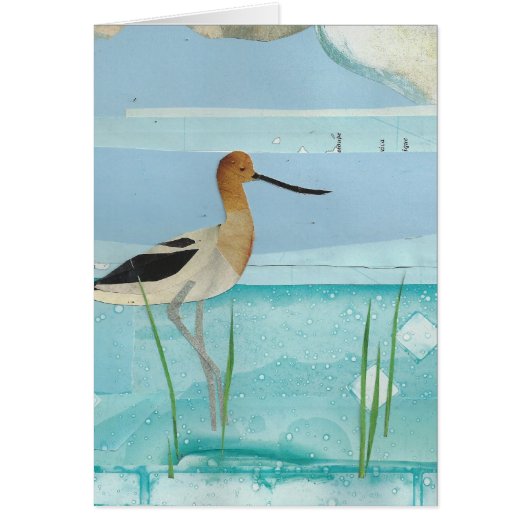 American Avocet Cards (Front)
