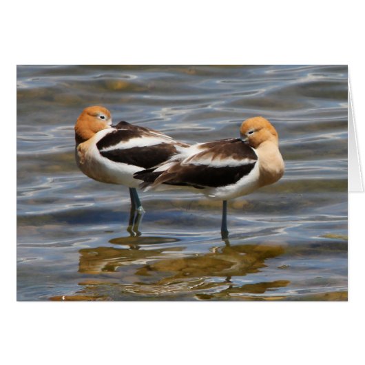 American Avocet Cards (Front Horizontal)