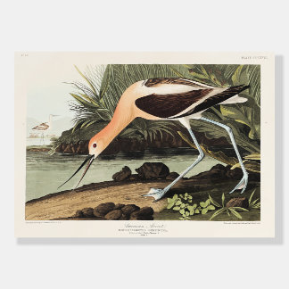 American Avocet from Birds of America, Foam Board