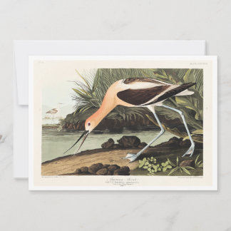 American Avocet from Birds of America, Thank You Card