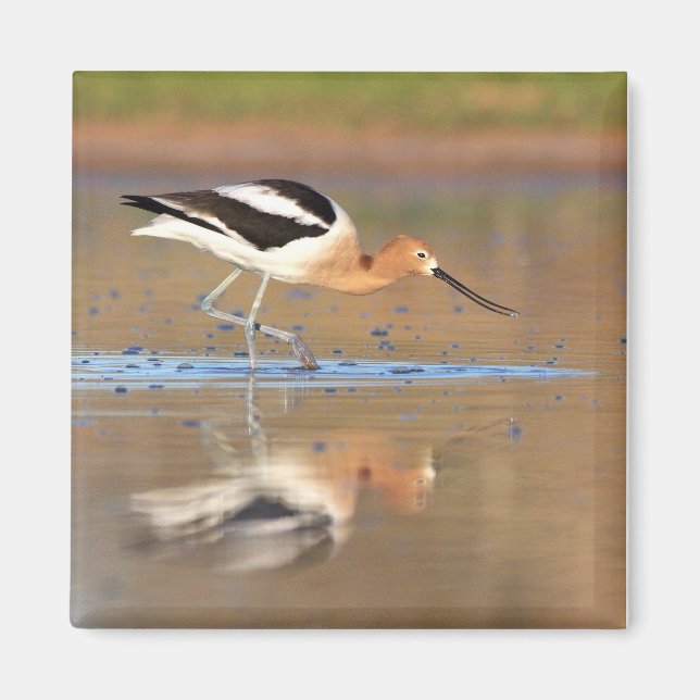 American Avocet in the ponds Magnet (Front)