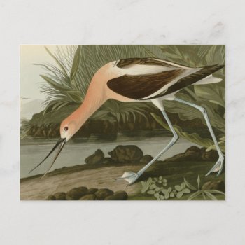 American Avocet Postcard by birdpictures at Zazzle