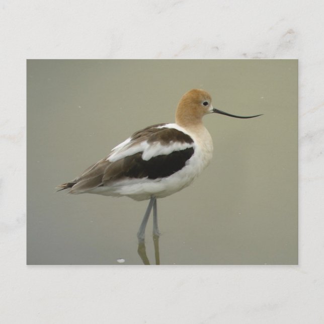 American Avocet Postcard (Front)