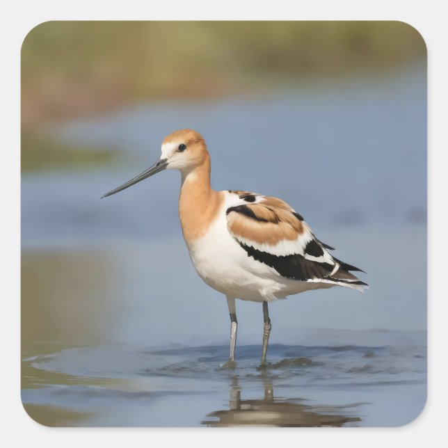 American Avocet standing in water Square Sticker (Front)