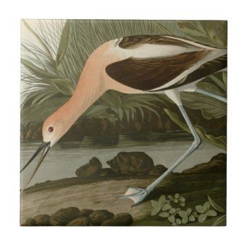 American Avocet Tile by birdpictures at Zazzle