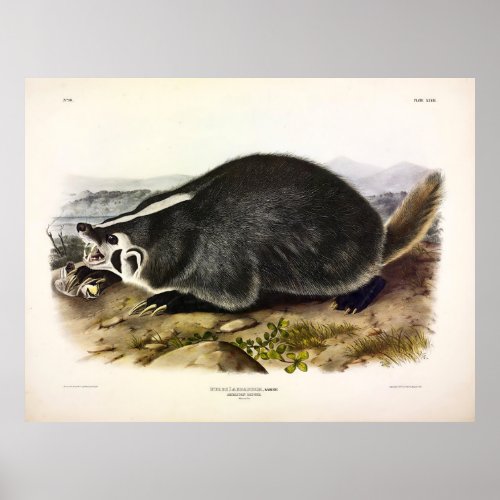 American Badger Taxidea taxus by Audubon Poster