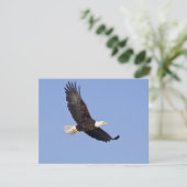 American Bald Eagle (Standing Front)